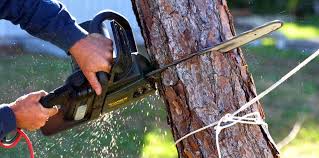 Best Hedge Trimming  in Angels, CA