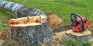 Trusted Angels, CA Tree Care Experts