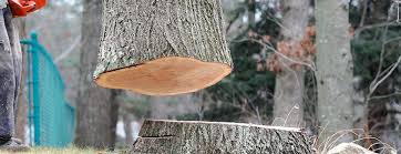 Best Tree and Shrub Care  in Angels, CA