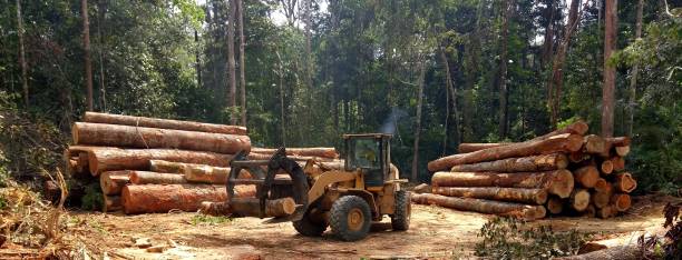 How Our Tree Care Process Works  in  Angels, CA