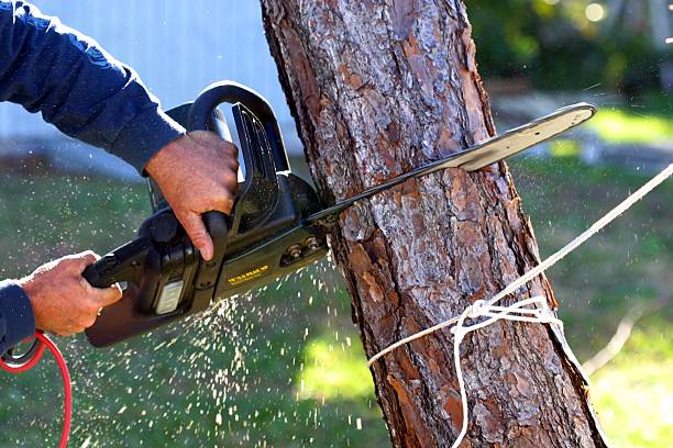 Best Tree Disease Treatment  in Angels, CA