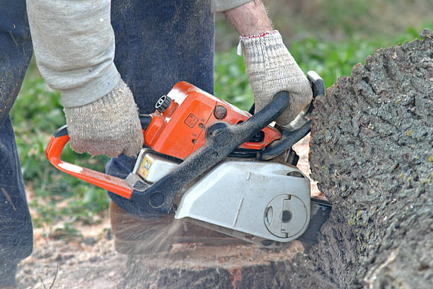 Best Seasonal Cleanup (Spring/Fall)  in Angels, CA