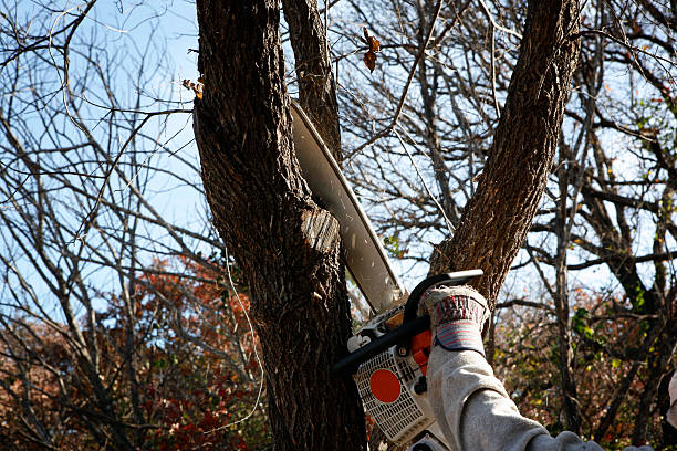Best Weed Control  in Angels, CA
